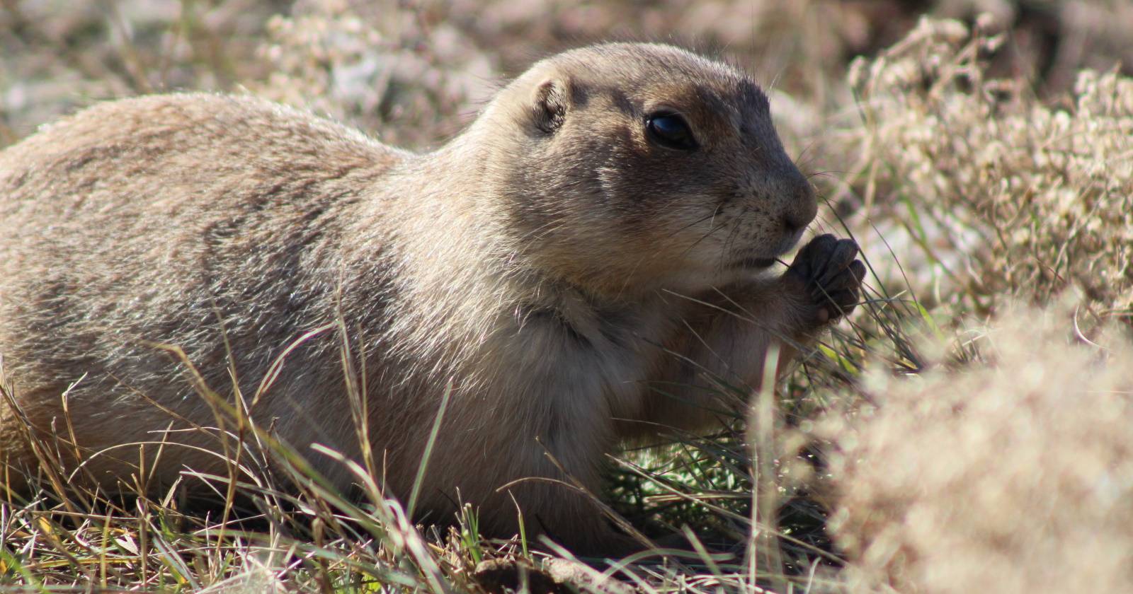 Доступ к Gopher в Linux