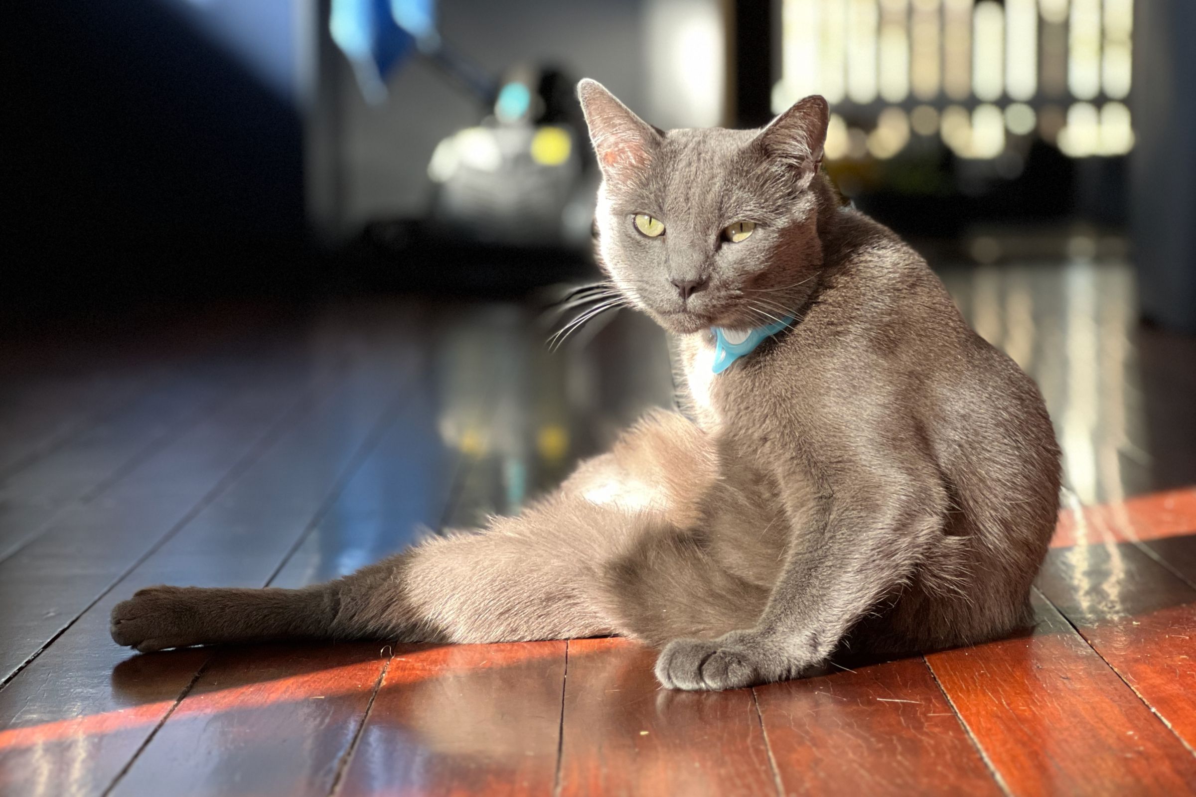 Фотографируем любимцев на iPhone