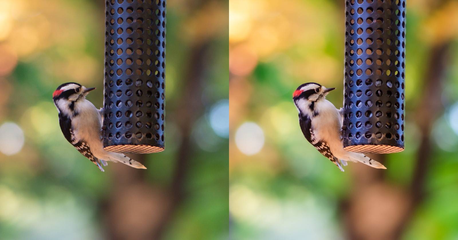 Две фотографии: RAW (слева) и JPEG (справа) воробьёобразной птицы, демонстрирующие разницу в деталях и тоне