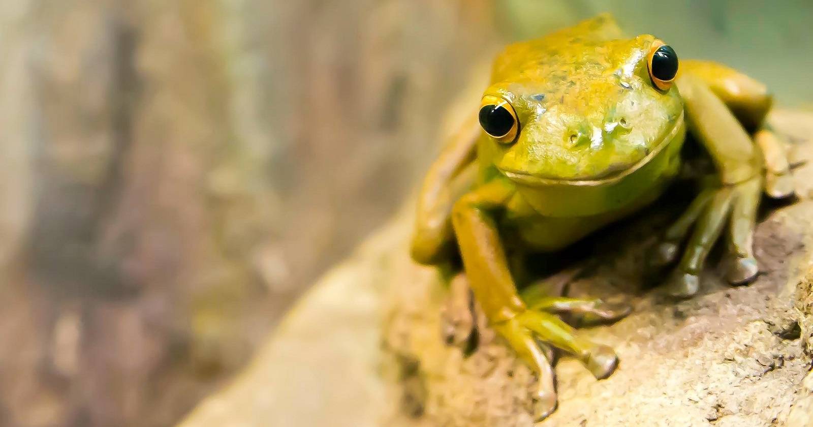 Фотография зелёной лягушки, сидящей на камне