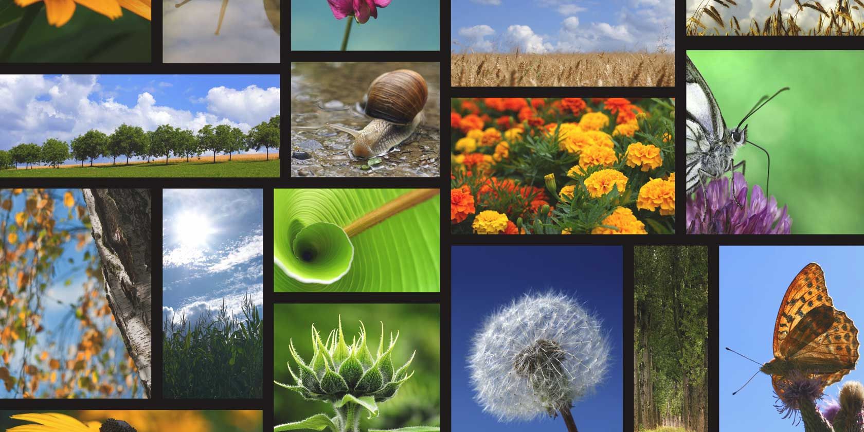 Microsoft Research Mood Board — обзор и руководство