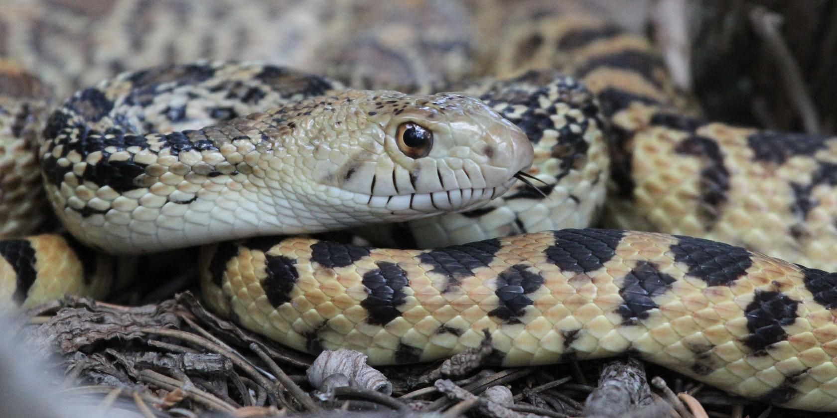 Как распознать опасных животных и растения