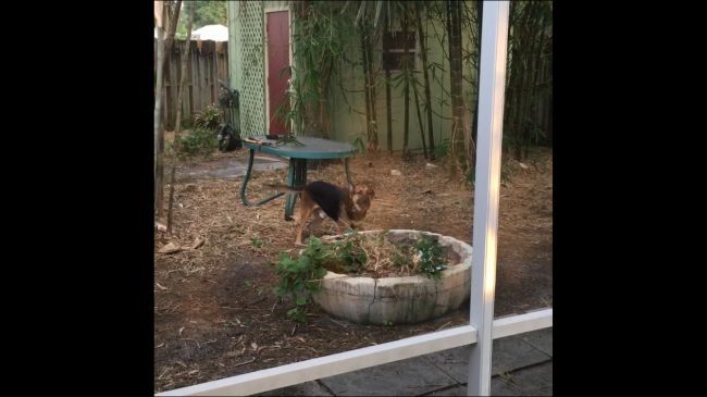 Портретное видео в приложении «Фото» на iPhone