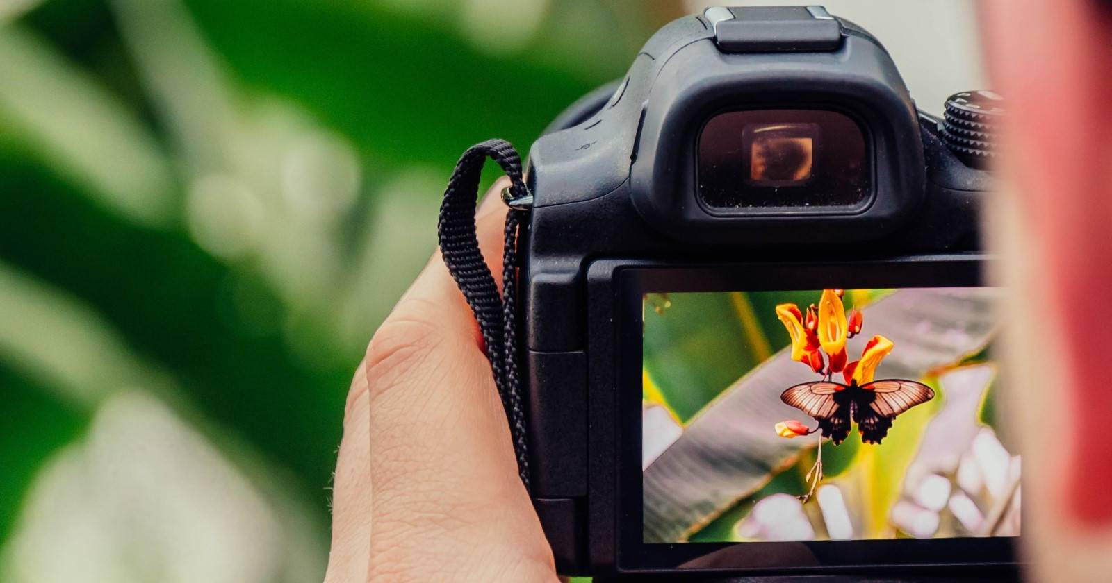 Человек фотографирует бабочку