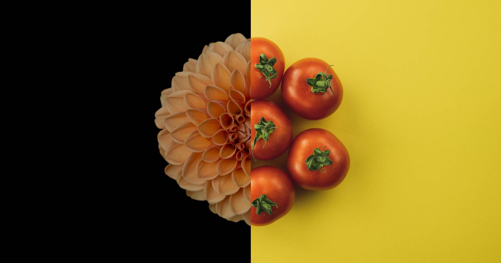Разделённая фотография: слева — жёлтый цветок на чёрном фоне, справа — группа помидоров на жёлтом фоне.