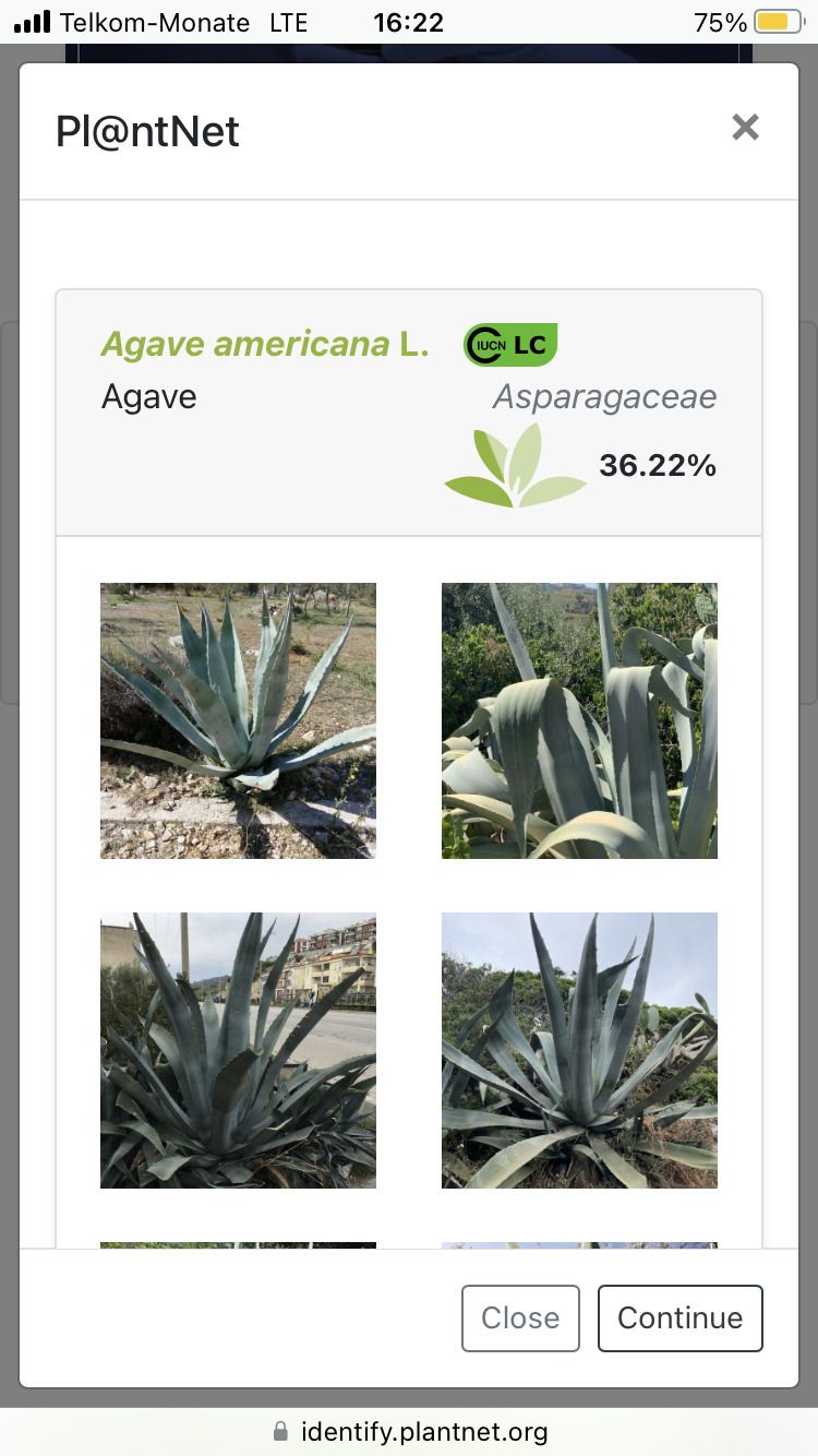 Результаты поиска PlantNet с вариантами совпадения