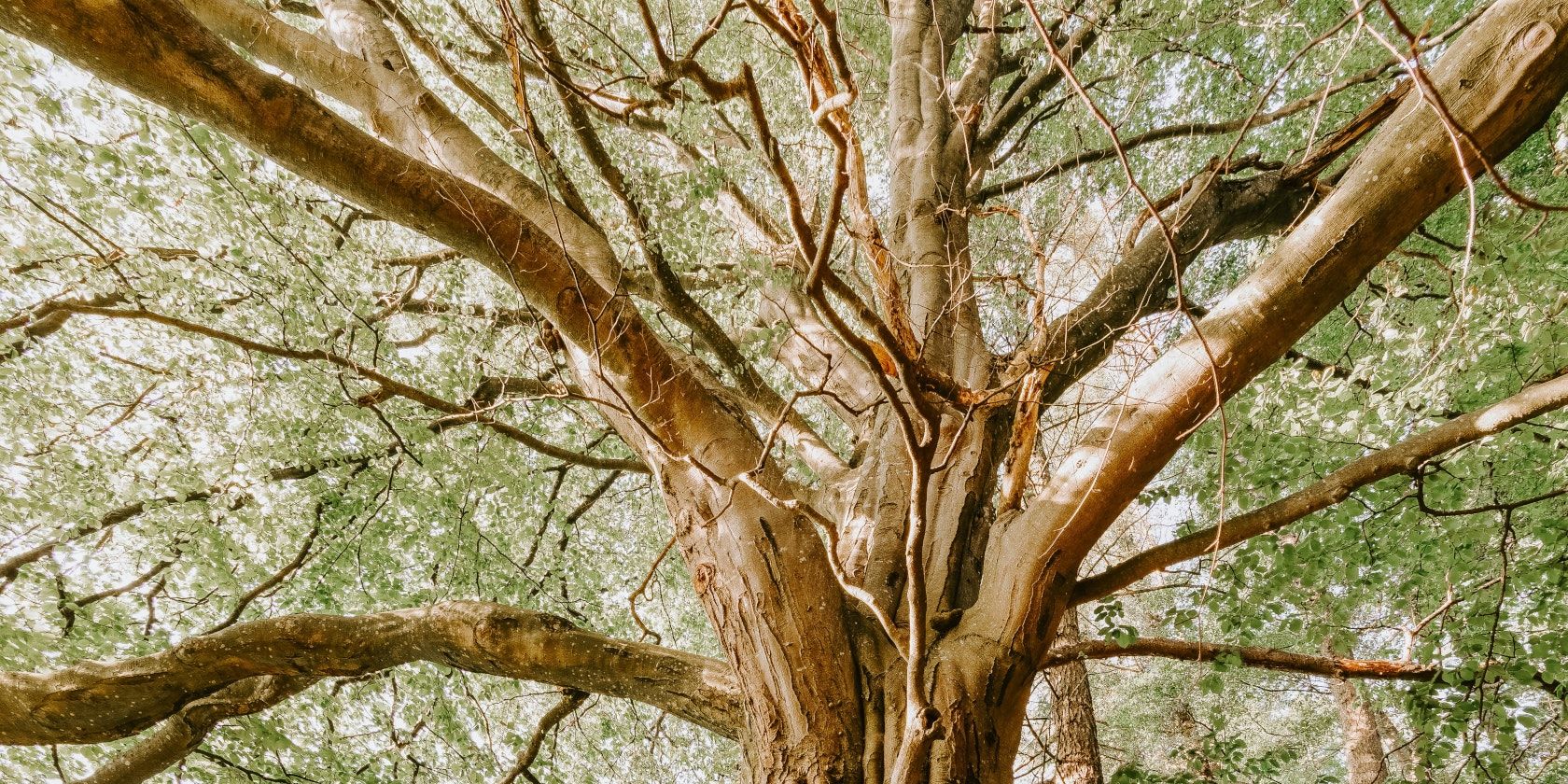 pstree: дерево процессов Linux