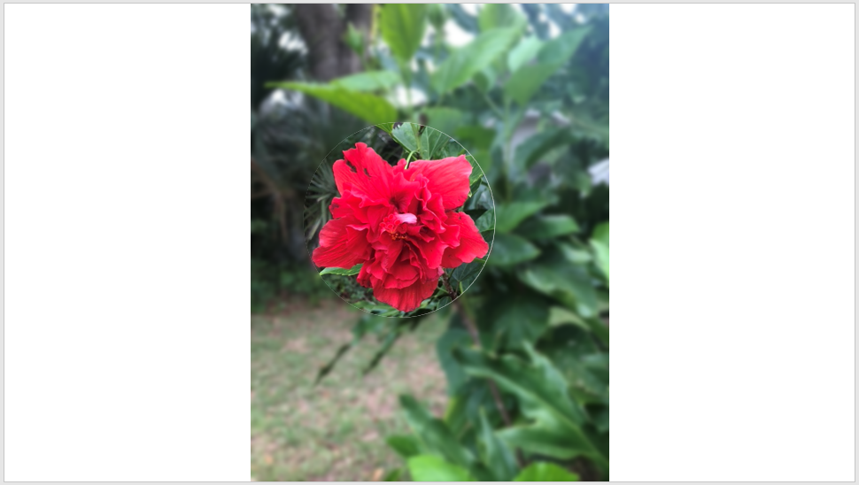 Изображение с размытым фоном и выделенным фрагментом