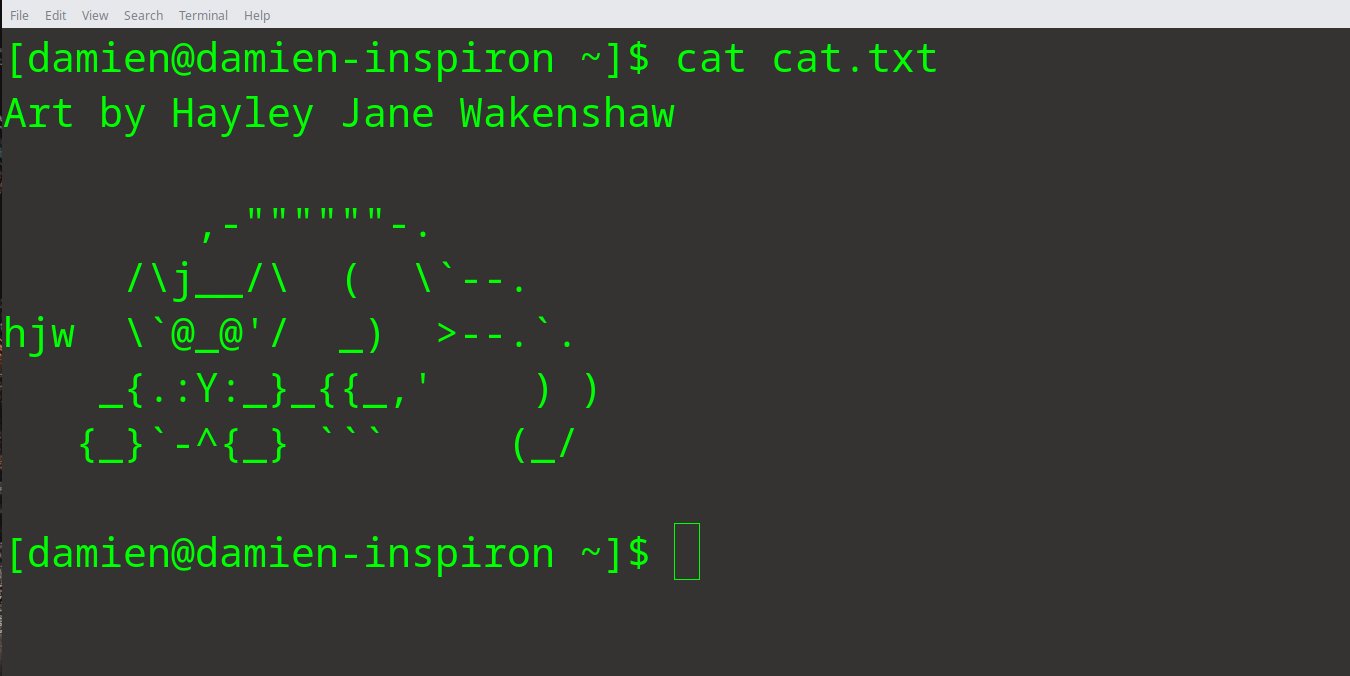 Команда cat в Linux — синтаксис и примеры