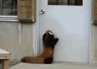 Анимированный GIF с двумя последовательными текстовыми подписями