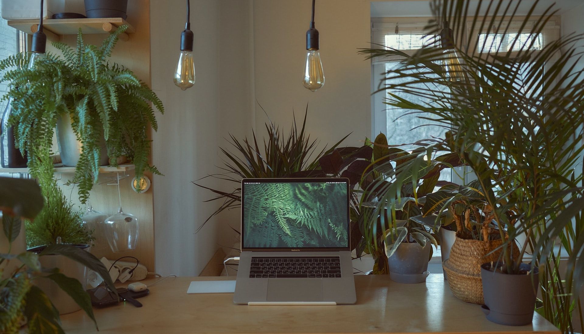 Фотография ноутбука на столе среди множества комнатных растений разных размеров.