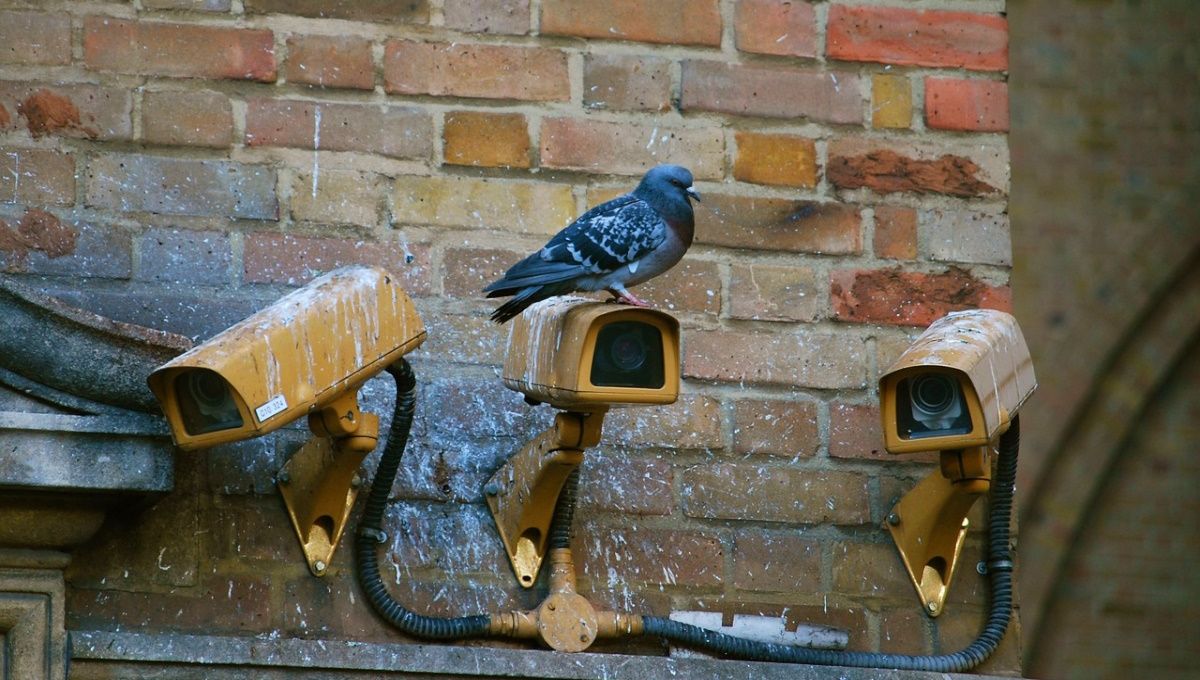 Three security cameras with a pigeon on one
