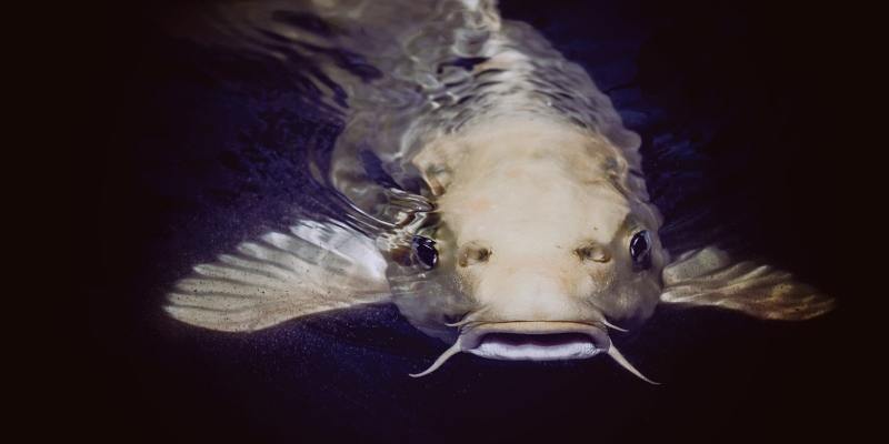 Как распознать и избежать кэтфишинга