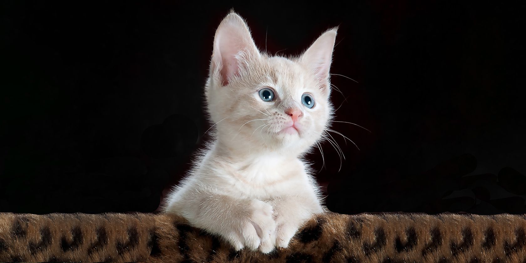 Фото питомца в Photoshop: убрать фон и сделать портрет