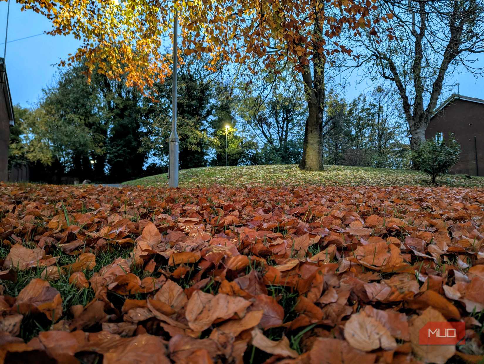 A low-angle shot of some fall leaves