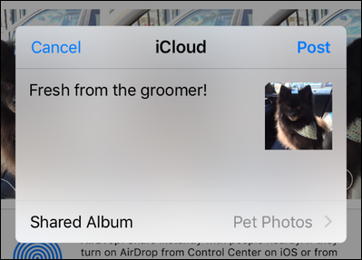 Выбор общего альбома в диалоге iCloud Photo Sharing