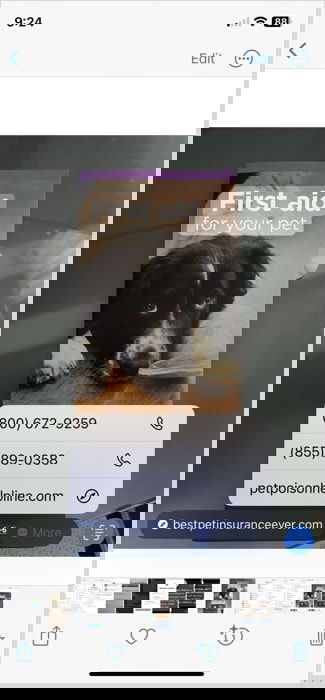 Действия Live Text в Фото на iPhone