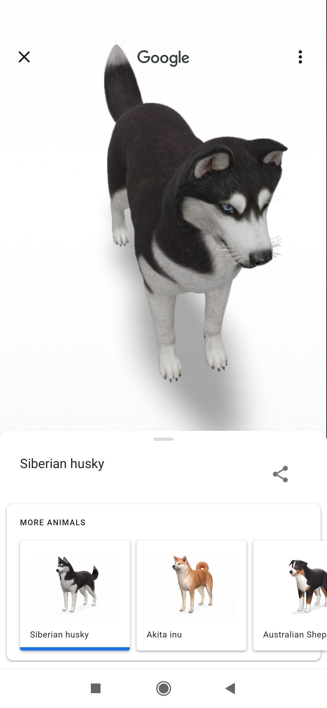 Хаски в 3D из Google