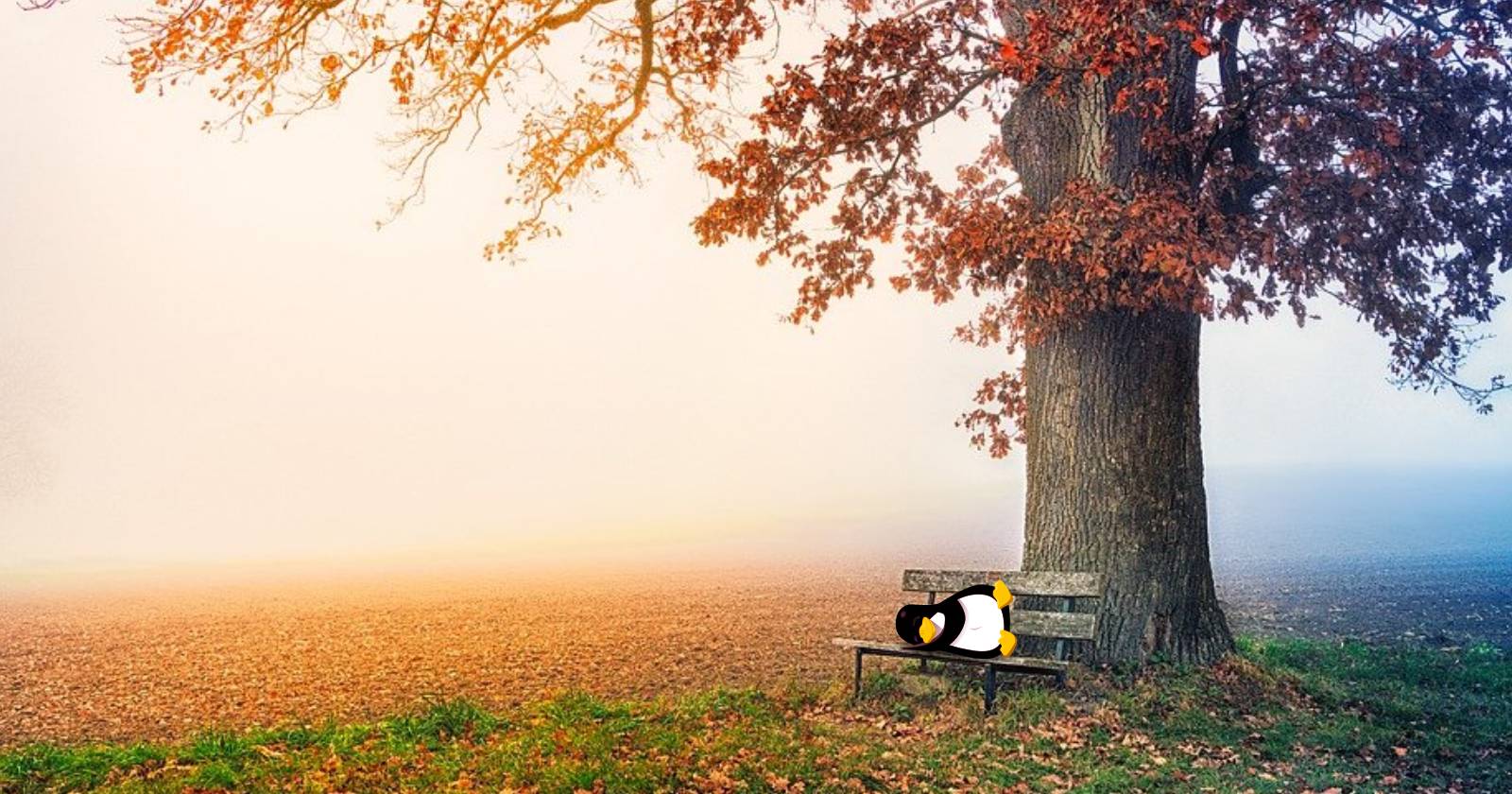 Видеообои на Linux с wallset