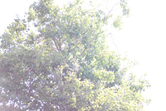 Пример пересвеченной фотографии до обработки