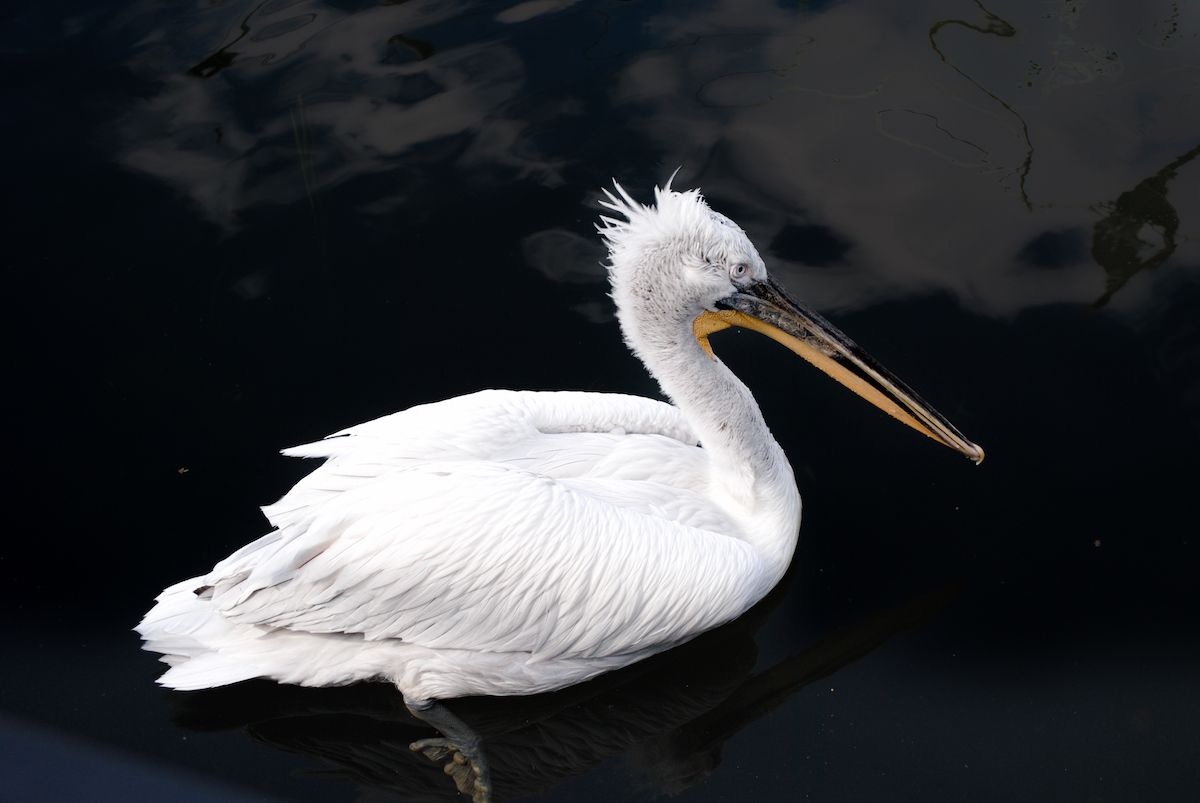 Аиструзиевая птица в воде на тёмном фоне