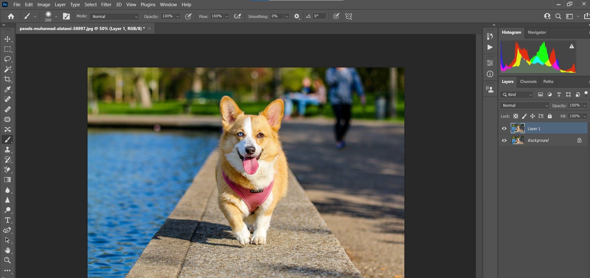 Дублирование слоя с корги
