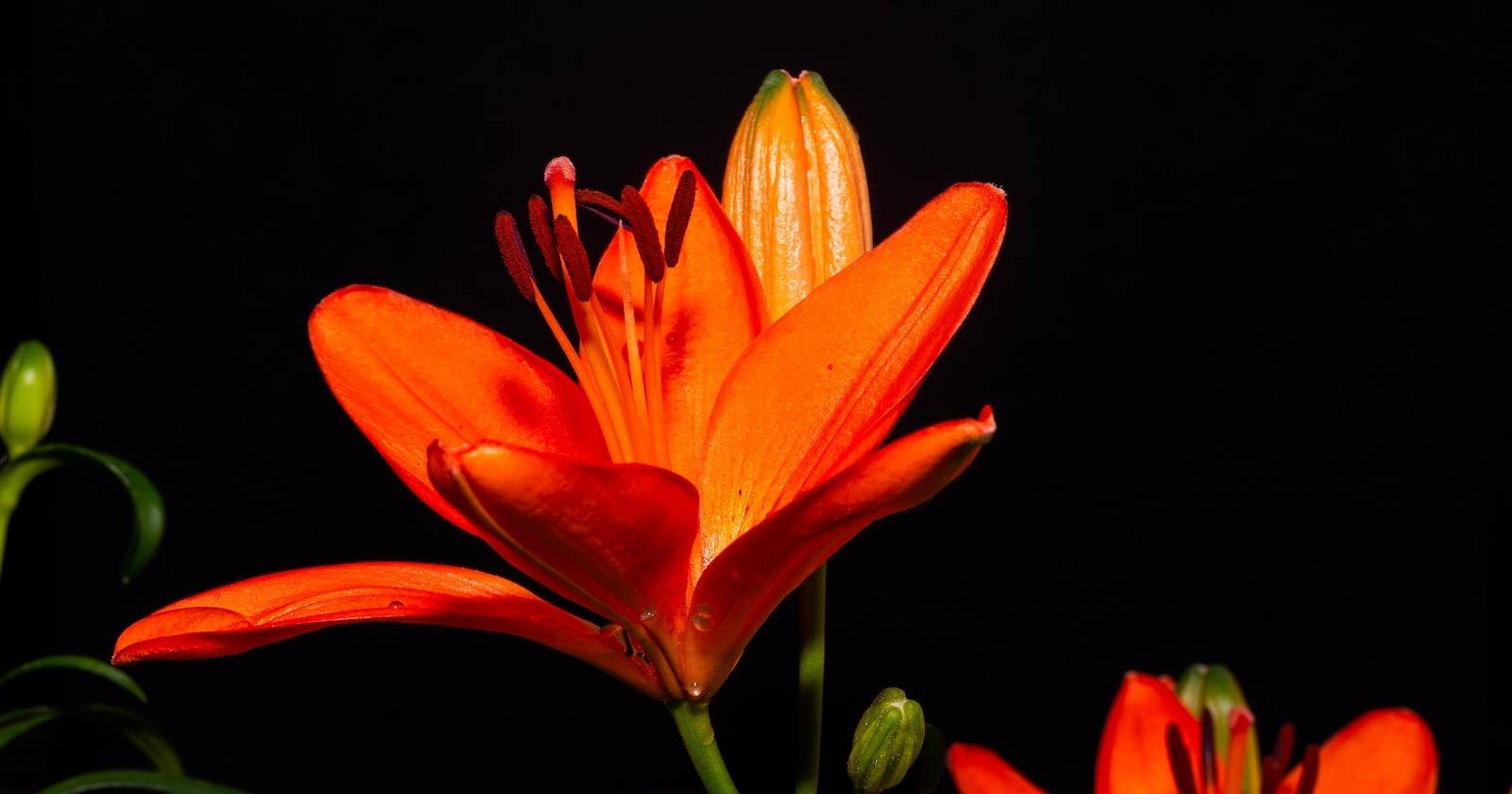 Цветущая оранжевая лилия крупным планом