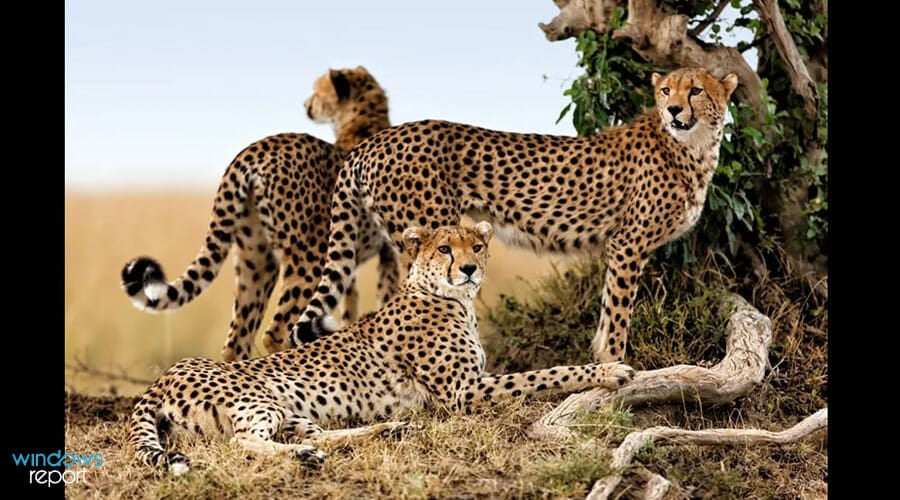 Заставка запущена после заданного времени ожидания