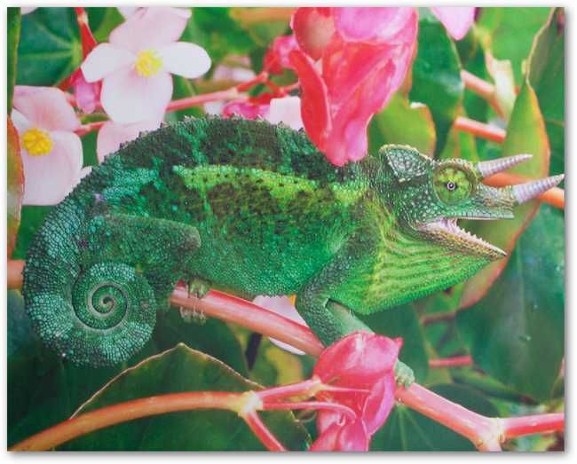 Пример качественной печати на фотобумаге