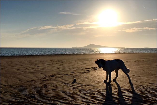 Готовая силуэтная фотография собаки на фоне неба