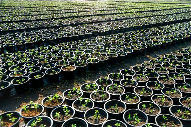 сотни горшечных растений, стоящих в рядах