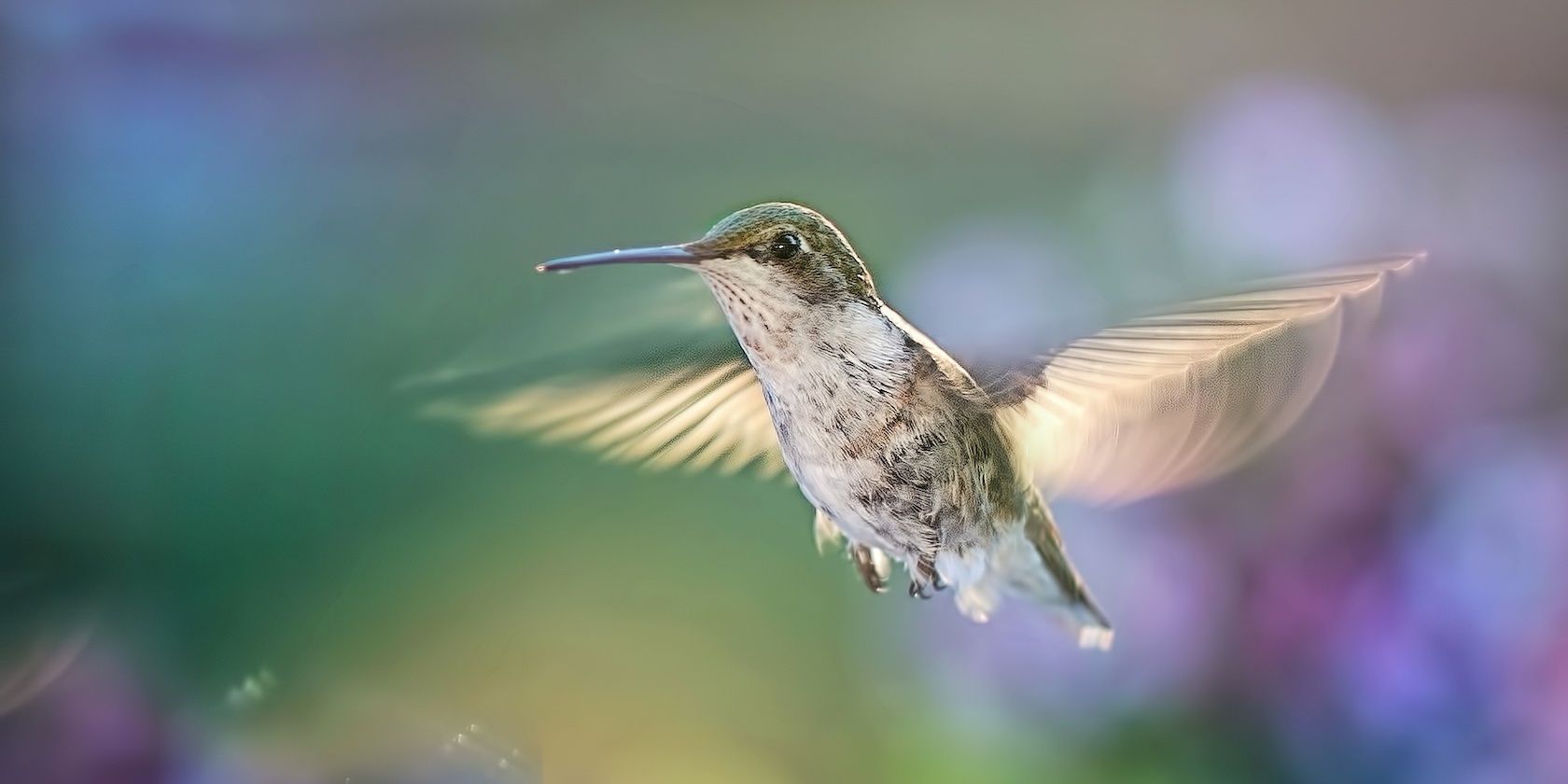 Как снимать птиц в полёте (BIF): основные советы