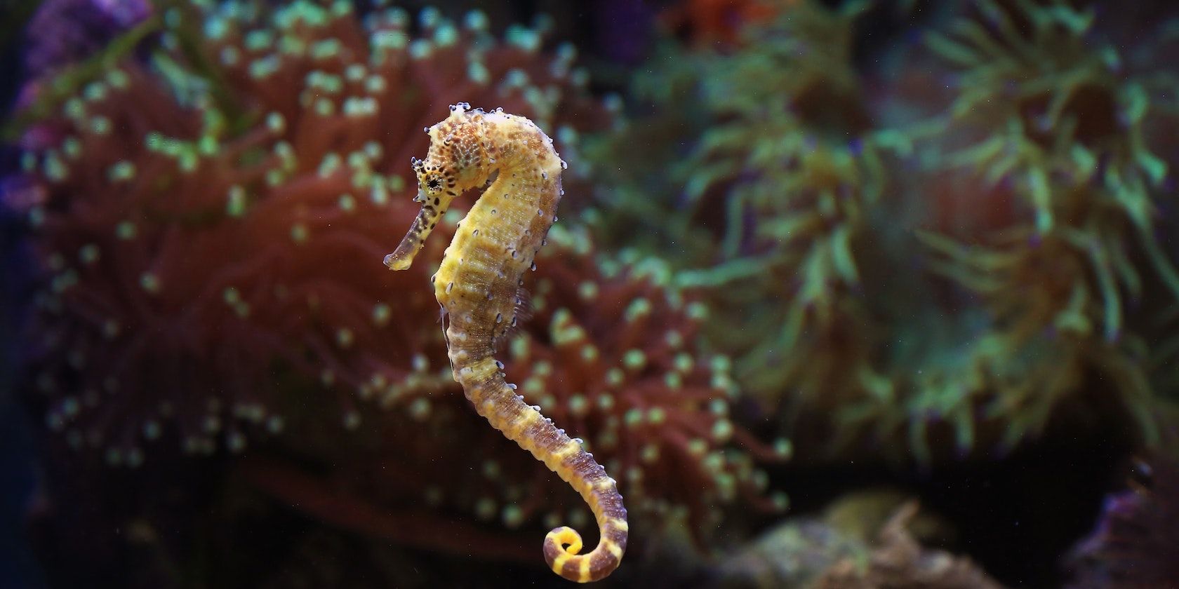 Seahorse: шифрование файлов в Ubuntu