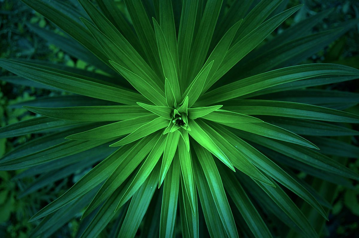 Close-up photo of spiky green plant.