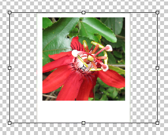 Масштабирование слоя по числовым значениям в опциях