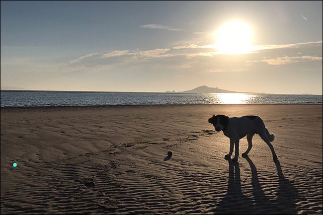 Силуэт собаки на пляже при восходе солнца