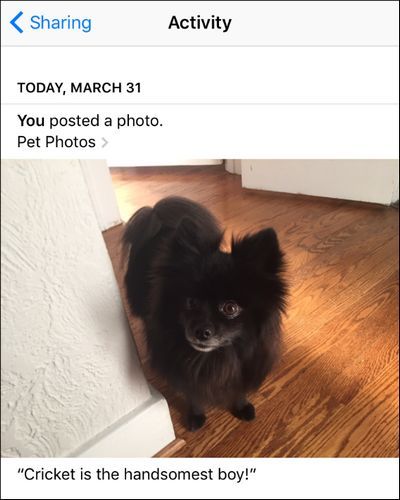 Журнал активности iCloud Photo Sharing с записями действий