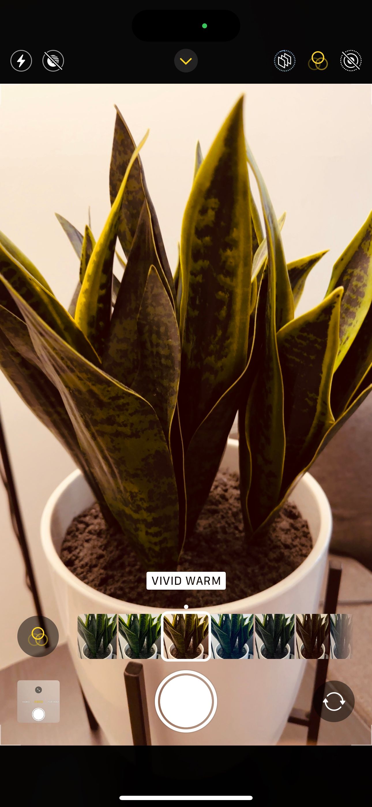 Фильтр Vivid Warm в приложении Камера iPhone на фото растения