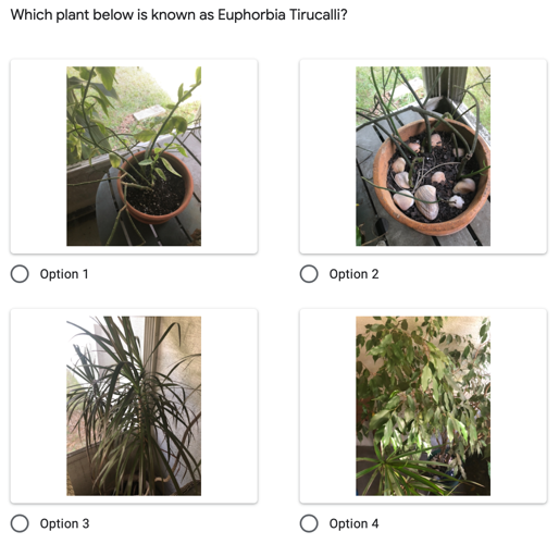 Просмотр вопроса с изображениями в вариантах