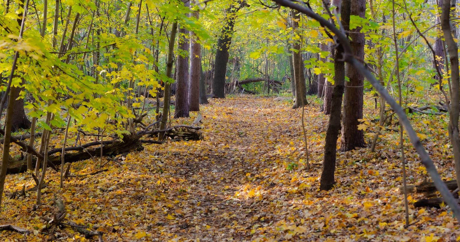 Фотография природы: советы для впечатляющих снимков