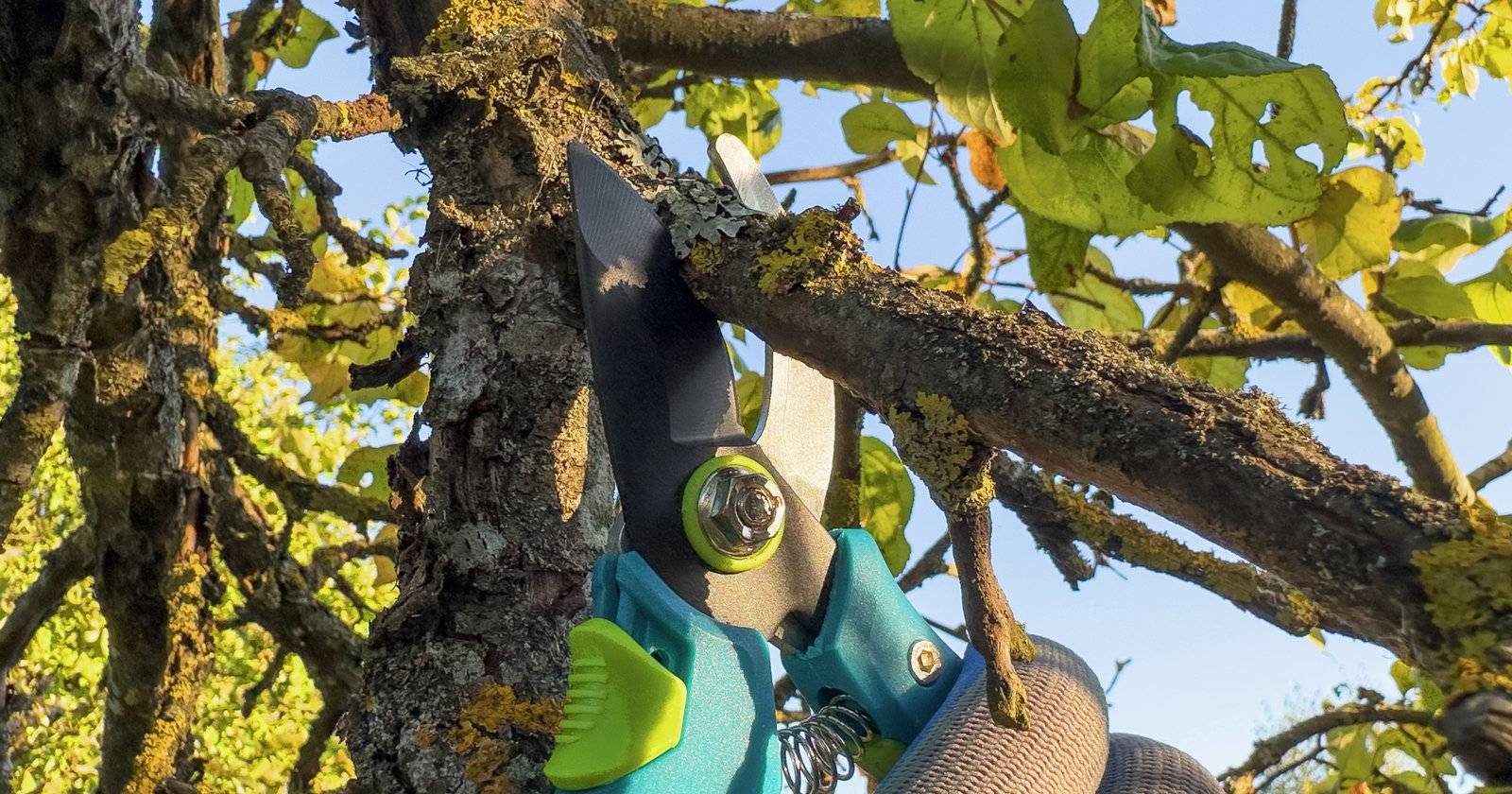 Ветка, обрезаемая секатором