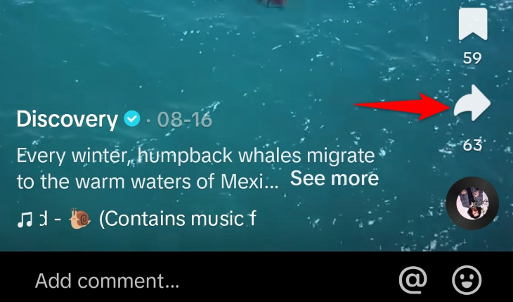 Экран с кнопкой «Поделиться» в TikTok.