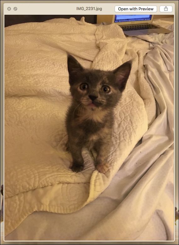 Иконка Seer в трее Windows — маленький синий значок