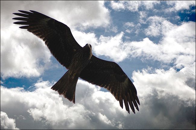 Выделенный объект на новом фоне