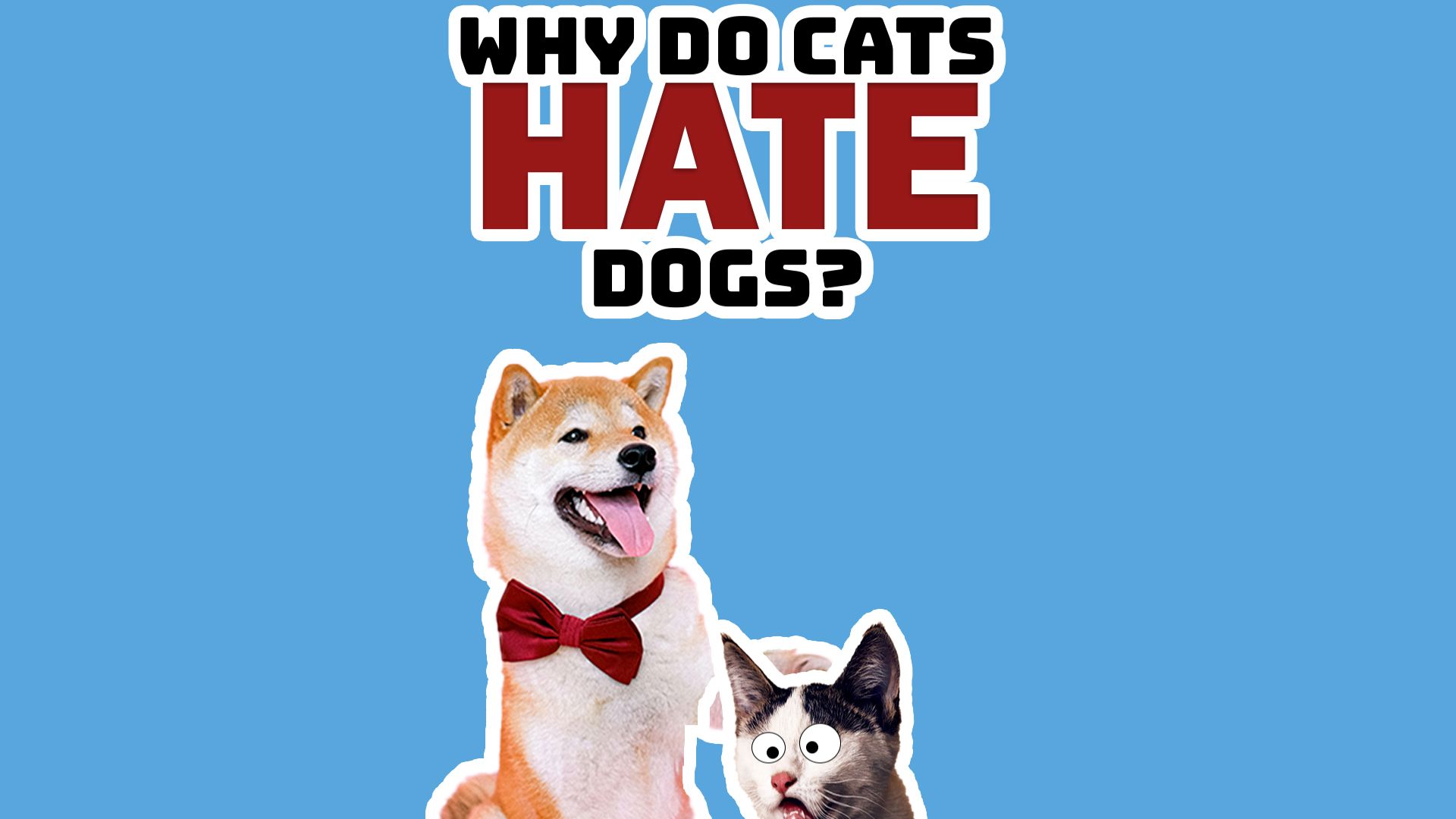 Финальная сцена: собака, кошка и текст в кадре