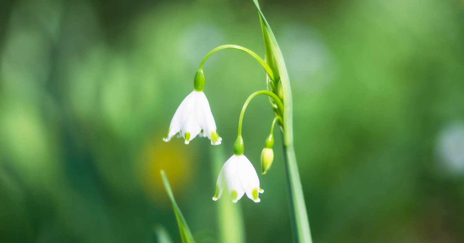 Макро: крупный план белых цветков разновидности Summer Snowflake