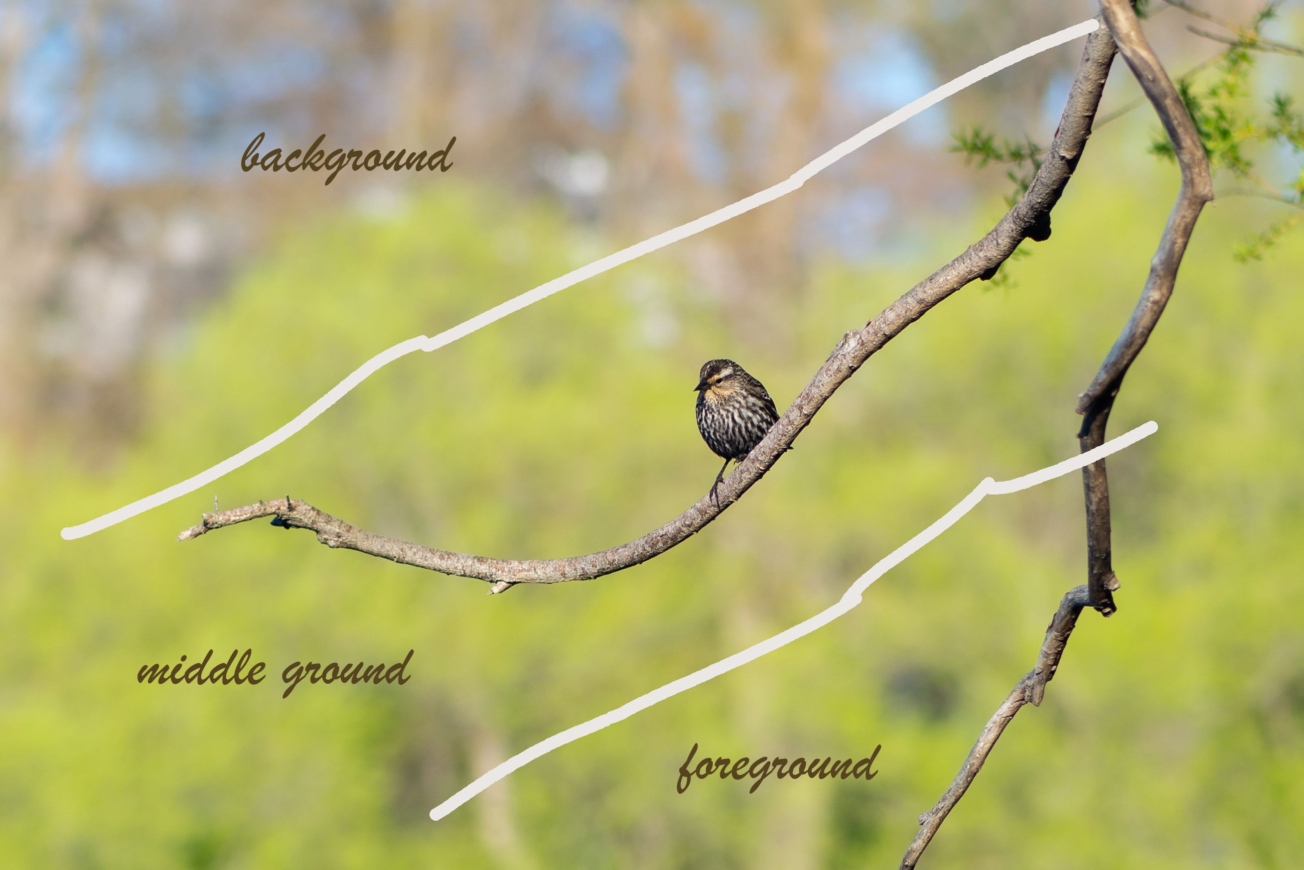 Иллюстрация слоёв в кадре: передний план, средний план, фон