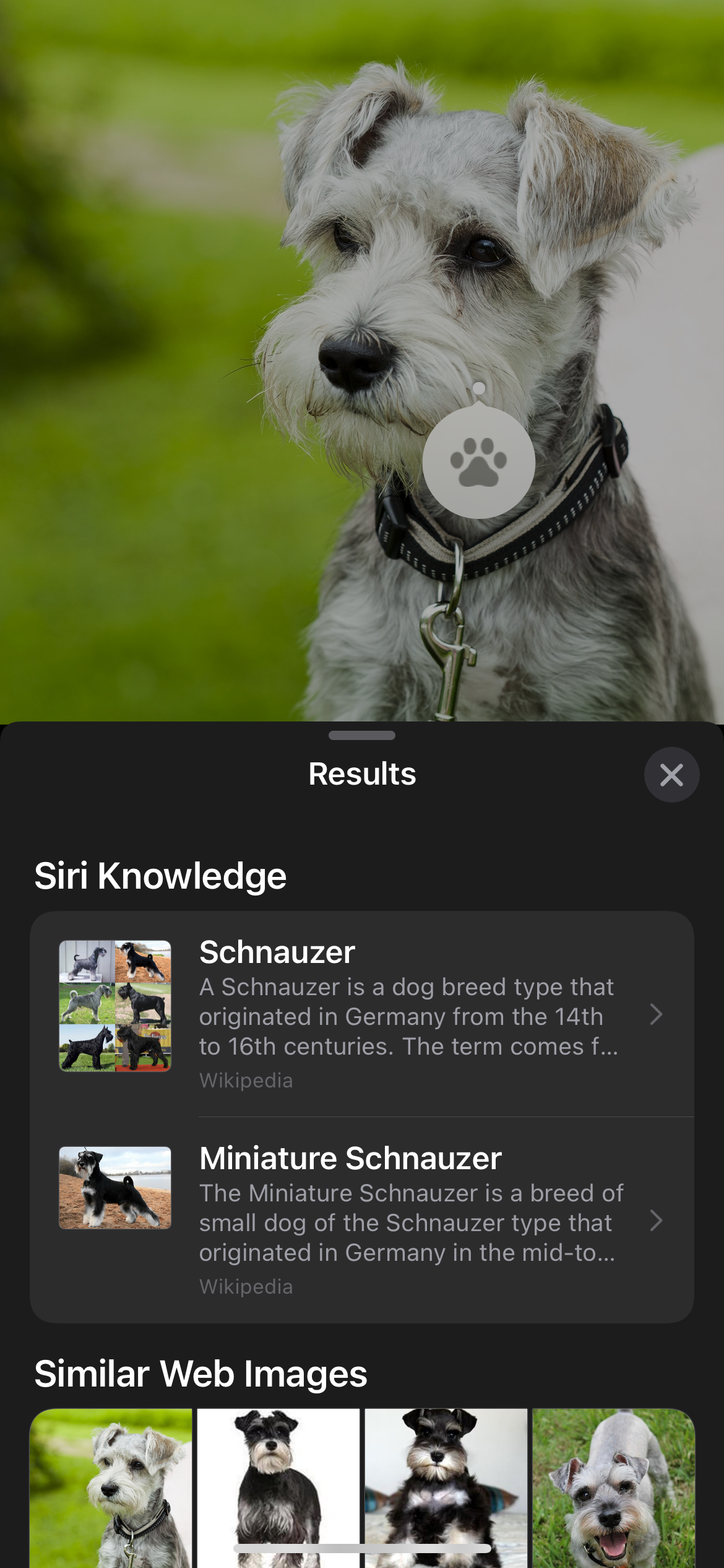 Результаты Visual Look Up в Фото
