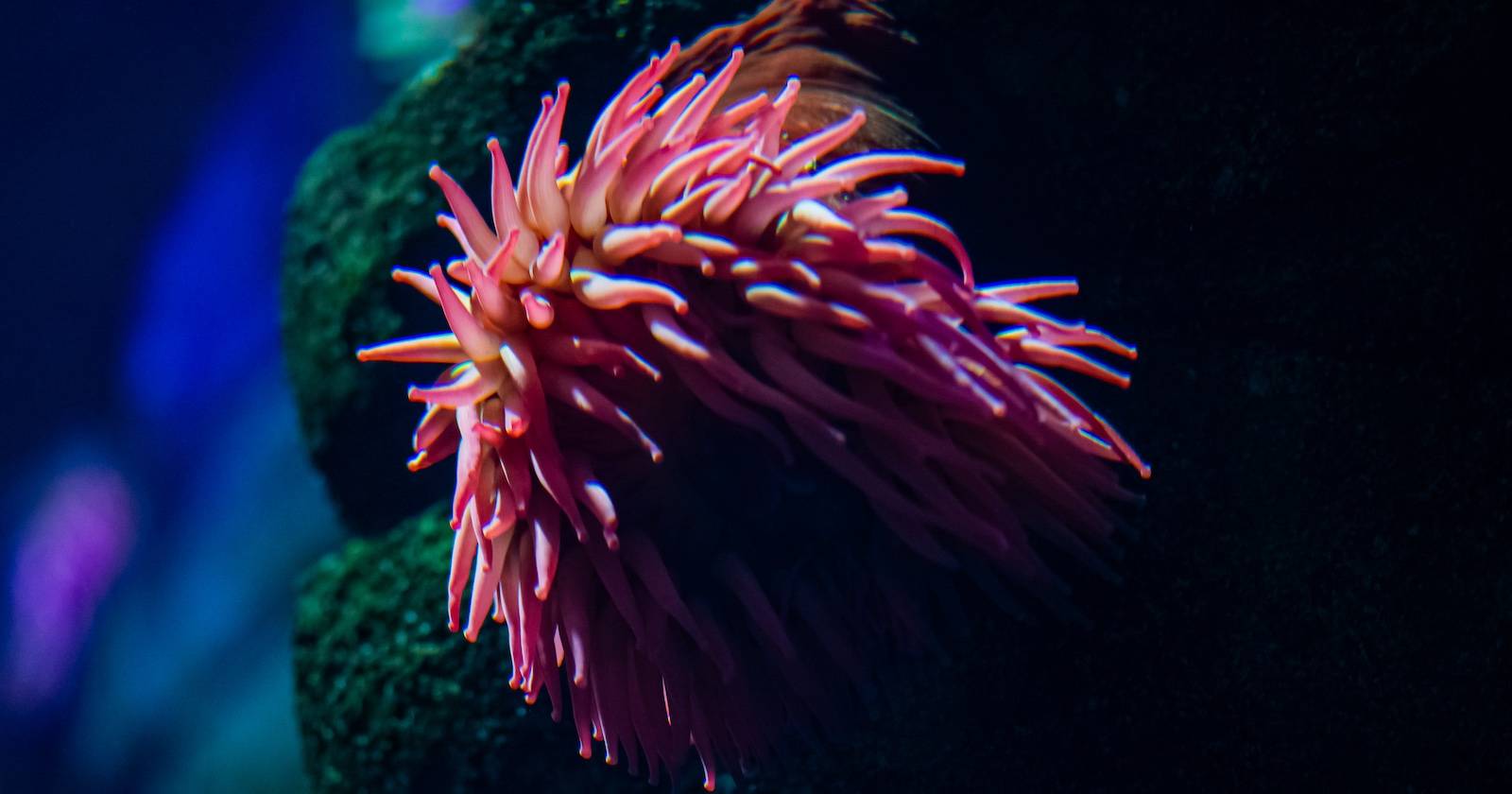 Морская актия с заметными цветными ореолами на краях