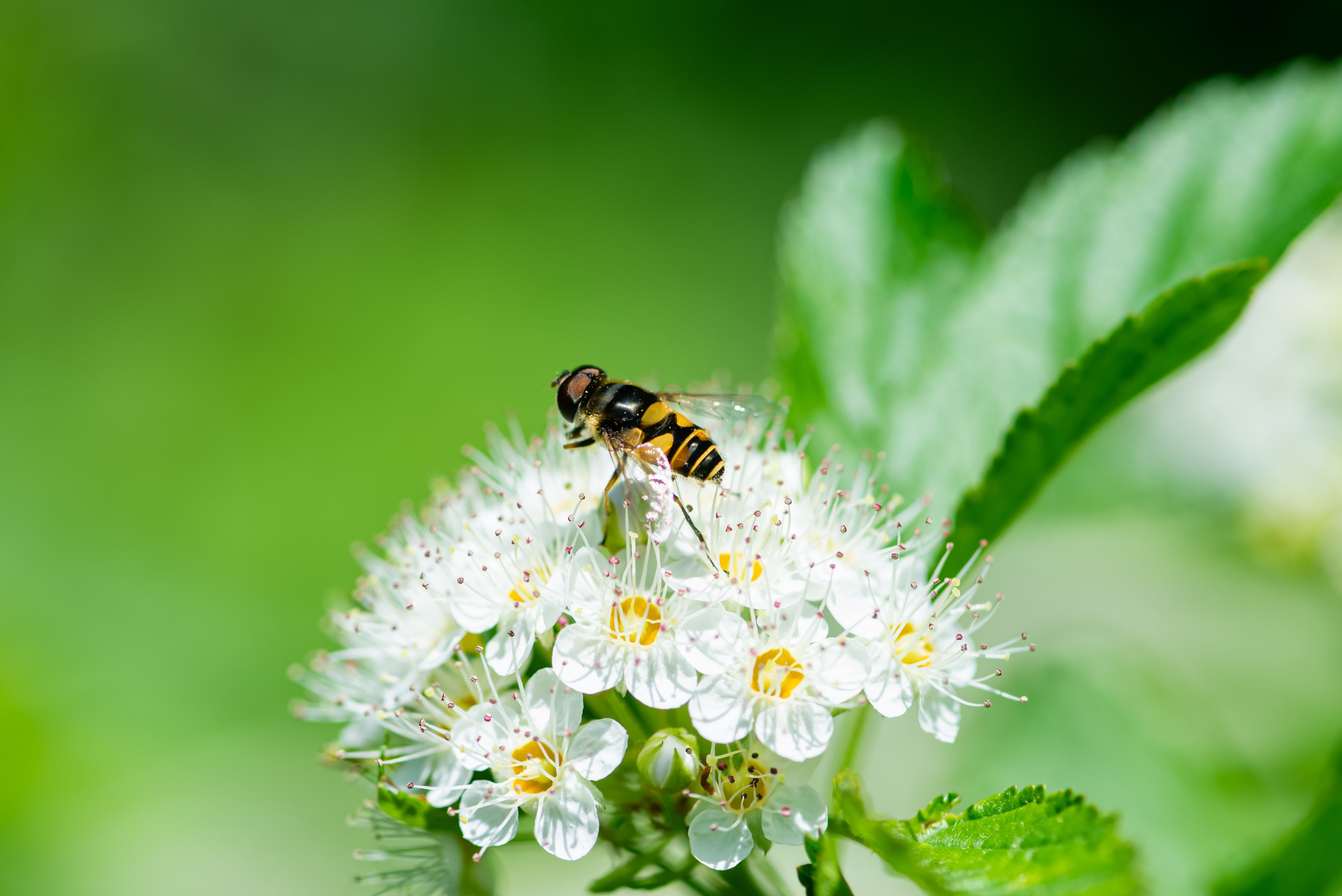 Пчела на цветке